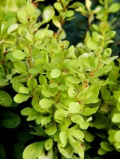 Berberis thunbergii 'Golden Rocket ®' 